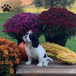 Maggie, Cavalier King Charles Spaniel Puppy